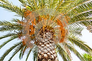 Palm tree with orange fruit