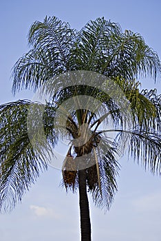 Palm Tree with Orange Fruit photo