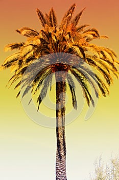 Palma strom oranžový žiara západ slnka 