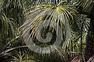 Palm Tree, Orinoco Delta in Venezuela