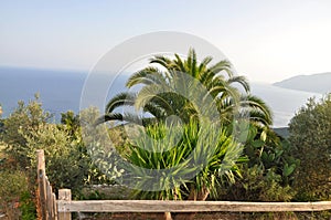 Palm tree and other flora in Greece, mediterranean flora.