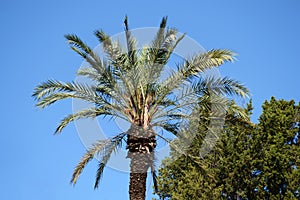 Palm tree and other vegetations