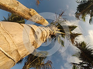 Palma un albero 