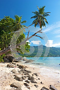 Palm tree over Beau Vallon photo