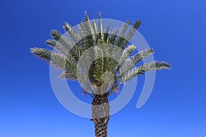 Palm Tree over Blue Sky