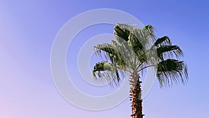 Palm tree over blue sky as summertime travel b-roll, nature and summer holidays concept