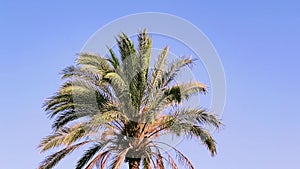 Palm tree over blue sky as summertime travel b-roll, nature and summer holidays concept
