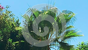 Palm tree over blue sky as summertime travel b-roll, nature and summer holidays concept