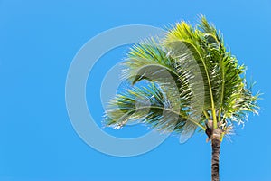 Palm tree over blue sky background concept. Beautiful palm tree leaves with blue sky. Tropical concept