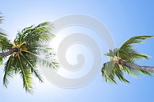 Palm tree over blue sky background concept. Beautiful palm tree leaves with blue sky. Tropical concept.