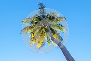 Palm tree over blue sky background concept. Beautiful palm tree leaves with blue sky. Tropical concept.