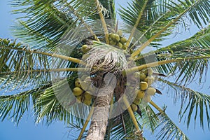 Palm tree over blue sky, bottom view