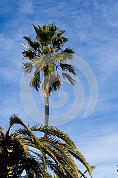 Palm tree over blue sky and calm wind