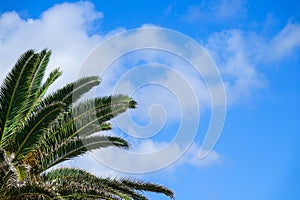 Palm tree over blue sky and white clouds
