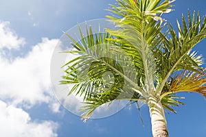 Palm tree over blue sky with white clouds