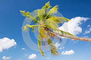 Palm tree over blue sky with white clouds