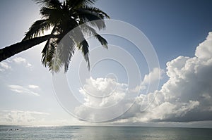 Palm tree over the caribbean sea