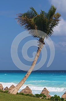 Palm tree over Carribean beach