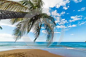 Palm tree over La Perle beach in Guadeloupe photo