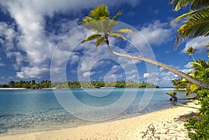 Palm tree over lagoon, Aitutaki,The Cook Islands