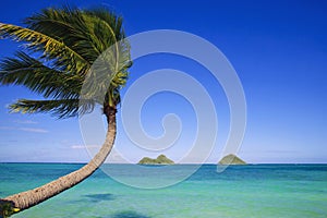 Palm tree over the ocean