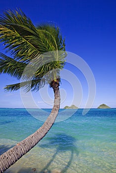 Palm tree over the ocean