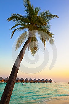 Palm tree over ocean