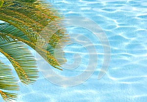 Palm tree over pool