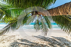 Palm tree over the sand in Anse Lazio beach