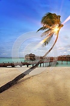 Palm tree over sea in the light of the sunset . Maldives