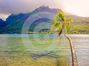 Palm tree over idyllic beach at sunset, Moorea, French Polynesia, Tahiti