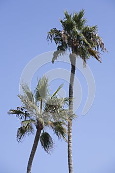 Palm Tree Pair