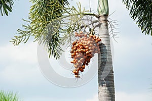 Palm tree,palm-leaf