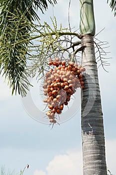 Palm tree,palm-leaf