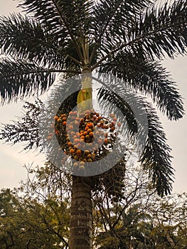 Palm-tree, palm leaf, trees, skyline, areca palm, betal nuts