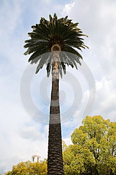 Palm Tree. A Palm Tree stands High with a blue sky