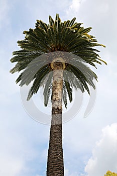 Palm Tree. A Palm Tree stands High with a blue sky