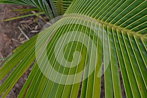 palm tree. Palmera Rainha leaf with zoom style photo, Brazil, South America, blurred background photo