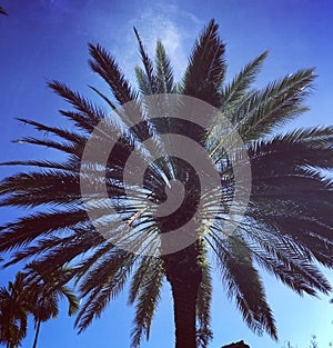 Palm tree