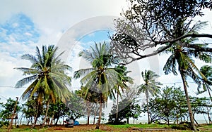 Palm Tree at Pantai Asmara with friend