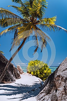 Palm tree at paradise Anse Source d'Argent beach at La Digue, Seychelles