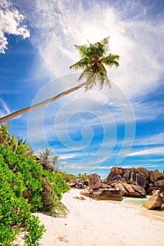 Palm tree at paradise beach of Seychelles - La Digue