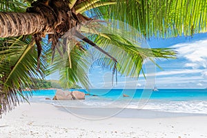 Palm tree on Paradise Sunny beach. Anse Lazio beach, Praslin island, Seychelles.