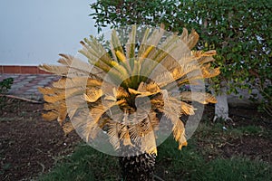 Palm tree in the park recreation area of the hotel. The Arecaceae is a family of perennial flowering plants. Dahab