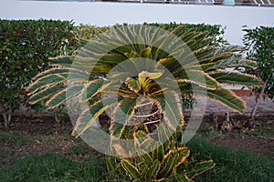 Palm tree in the park recreation area of the hotel. The Arecaceae is a family of perennial flowering plants. Dahab