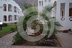 Palm tree in the park recreation area of the hotel. The Arecaceae is a family of perennial flowering plants. Dahab