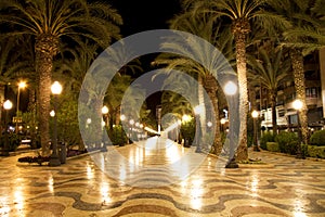 Palm tree pathway at night