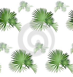 Palm tree pattern-02