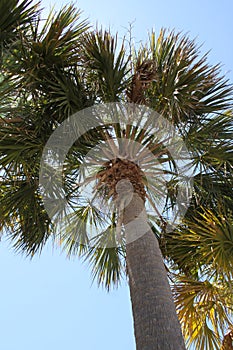 Palm Tree in Pensacola Florida 2020 III
