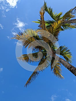 Palm tree with perfect blue sky in the background